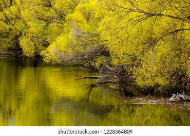 Willow Trees Color Reflected Whitefish River Stock Photo 1228364809 