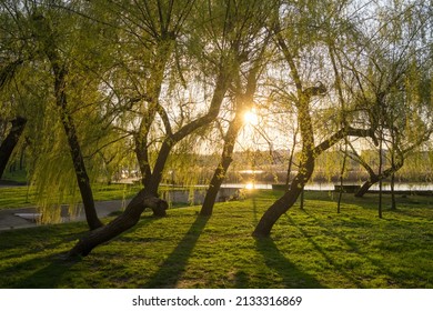 Willow trees with fresh small leaves in city park in spring at sunset