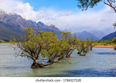 Willow Trees In The Glenorchy Lagoon With Mountains Covered In Cloud In The Background.