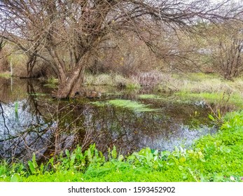 Willow Trees Salix Atrocinerea Into Winter Lagoon In Arousa Island