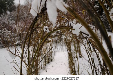 Willow tunnel in winter garb  - Shutterstock ID 2229027317