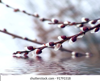 Willow Twig Over Water Reflection.