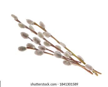 Willow twigs isolated on white background. without shadow clipping path