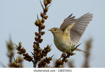 Willow Warbler