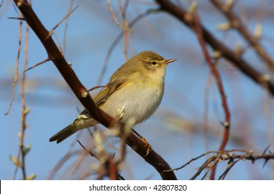 Willow Warbler