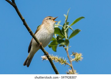 Willow Warbler