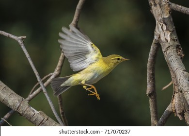 Willow Warbler