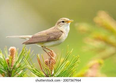Willow warbler (Phylloscopus trochilus), with beautiful green background. Colorful songbird with yellow feather sitting on the branch in the mountains. Wildlife scene from nature, Czech Republic