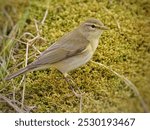 Willow Warbler (Phylloscopus trochilus) Small and cute bird