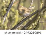 Willow warbler (Phylloscopus trochilus) is a very common and widespread leaf warbler which breeds throughout northern and temperate Europe and the Palearctic. Wildlife scene of nature in Europe.