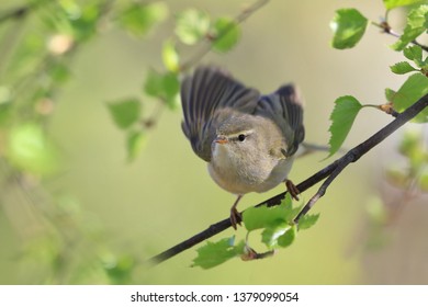 willow warbler sitting on a small birch branch. Phylloscopus trochilus. Wildlife scene fron nature. Song bird in the spring . willow warbler take off.