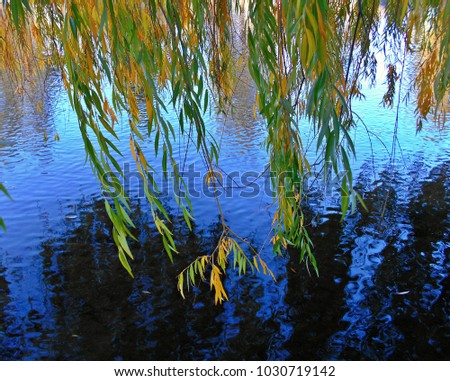 Willow Waters - Willow branches in the fall hanging over the Deschutes River at Pioneer Park - Bend, OR