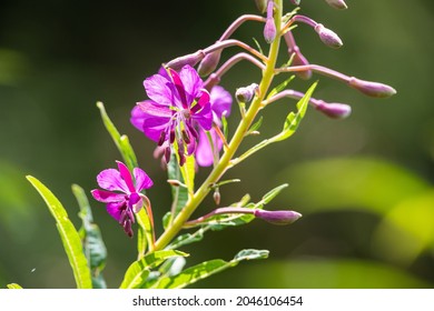 Willowherb - Epilobium Angustifolium. blooming sally Epilobium angustifolium. Purple Alpine Fireweed. epilobium flower.