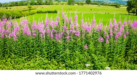 Willowherb and fields on a summer day UK