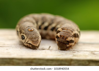 Willowherb Hawkmoth, Butterfly