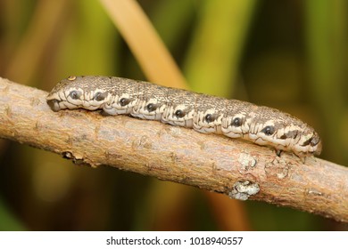 Willowherb Hawkmoth, Butterfly