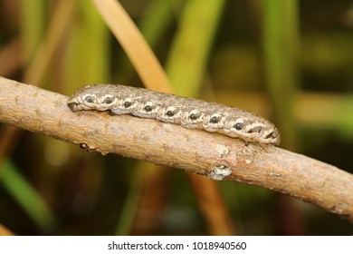 Willowherb Hawkmoth, Butterfly