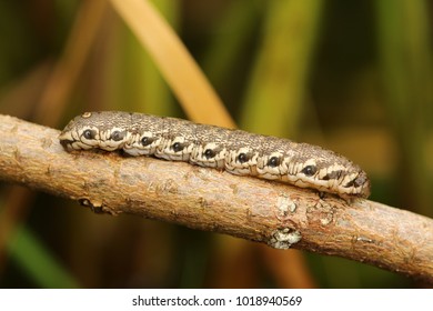 Willowherb Hawkmoth, Butterfly