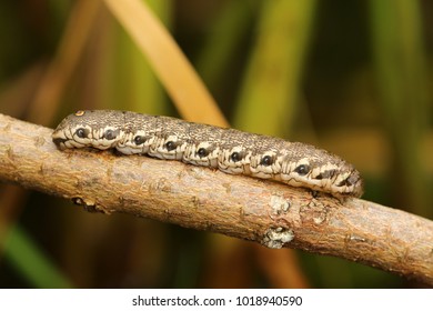 Willowherb Hawkmoth, Butterfly