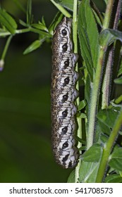 Willowherb Hawkmoth - Caterpillar