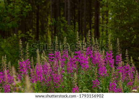 Willow-herb, pink Epilobium flowers of Fireweed in bloom. Flowering willow-herb or blooming sally. Wild medicinal herbal tea of the willow plant at Finnish forest.