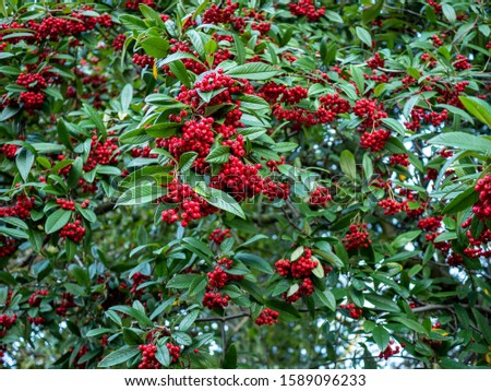 Willowleaf cotoneaster (Cotoneaster salicifolius) with abundant red berries and green leaves