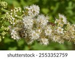 Willow-leaved spiraea (Latin Spiraea salicifolia). Close-up of a Trichius fasciatus beetle and Trichodes apiarius beetle on a flowering inflorescence of willow-leaved spirea.