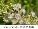 Willow-leaved spiraea (Latin Spiraea salicifolia). Close-up of a Trichius fasciatus beetle and Trichodes apiarius beetle on a flowering inflorescence of willow-leaved spirea.