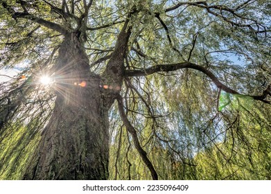 Willows, also called sallows and osiers, from the genus Salix, - Shutterstock ID 2235096409