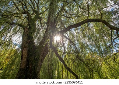 Willows, also called sallows and osiers, from the genus Salix, - Shutterstock ID 2235096411
