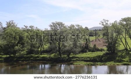 willows and other treen on river bank