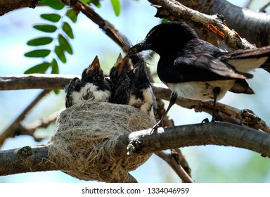 Willy Wagtail Babies Stock Photo 1334046959 | Shutterstock