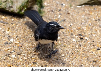 Willy Wagtail Fantail Of Australia