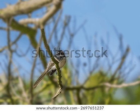 Willy Wagtail On Angled Perch
