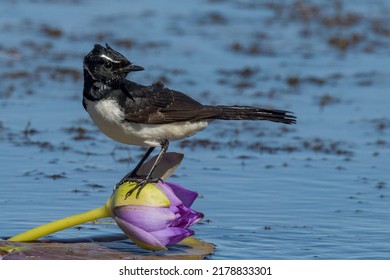 Willy Wagtail In Queensland Australia