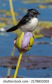 Willy Wagtail In Queensland Australia