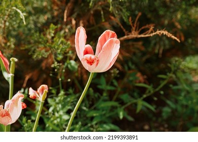 Wilrted And Wilting Tulip Flowers In The Garden.