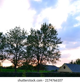 Wilsele, Vlaams-Brabant Belgium - July 04, 2022: Summer Sunset. Shy Sun Shining Between Branches Of A Tree In A Domestic Garden.In Front An Ivy Plant Garden Shed And Neighbor's Shed House 