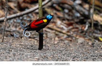 Wilson's Bird of Paradise is one of the world's most spectacular birds--neon colors and curlique feathers.  Endemic on two small islands in eastern Indonesia.  This male is singing on his lek. - Powered by Shutterstock