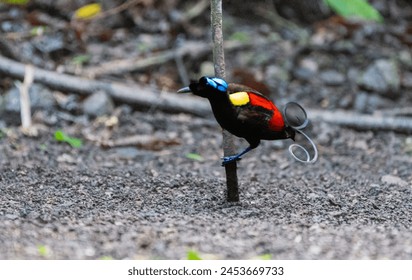 Wilson's Bird of Paradise is one of the world's most spectacular birds--neon colors and curlique feathers.  Endemic on two small islands in eastern Indonesia.  This male is singing on his lek. - Powered by Shutterstock