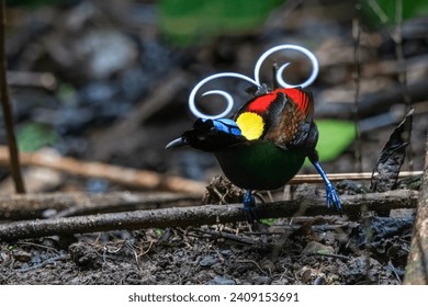 Wilson's bird-of-paradise (Diphyllodes respublica) observed in Waigeo in West Papua, Indonesia