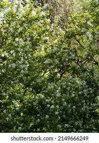 Wilson's pearlbush or Exochorda giraldii, spring flowering shrub with racemes of pure white petaled flowers in a medium green narrow foliage