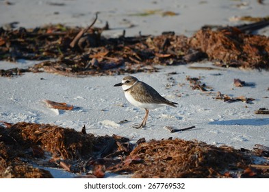 Wilson's Plover