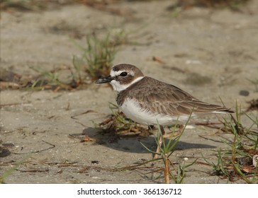 Wilson's Plover