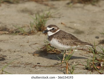 Wilson's Plover