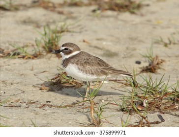 Wilson's Plover