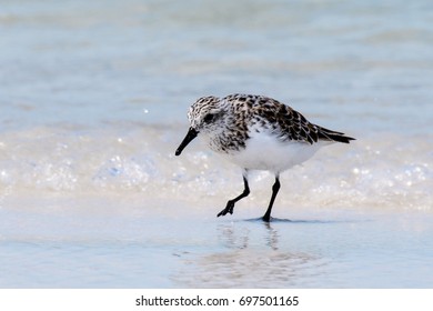 Wilson's Plover