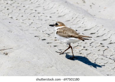 Wilson's Plover