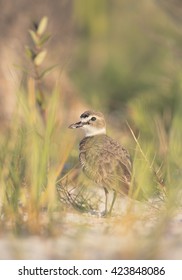 Wilsons Plover (Charadrius Wilsonia) Among Beach Vegetation