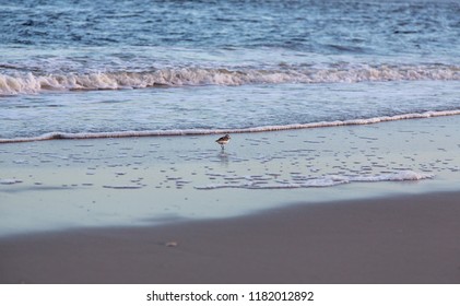 A Wilsons Plover Looks For Prey In The Shallows Of The Surf Of Wrightsville Beach, NC.